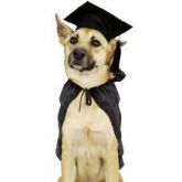 Apostila de Adestramento Canino
